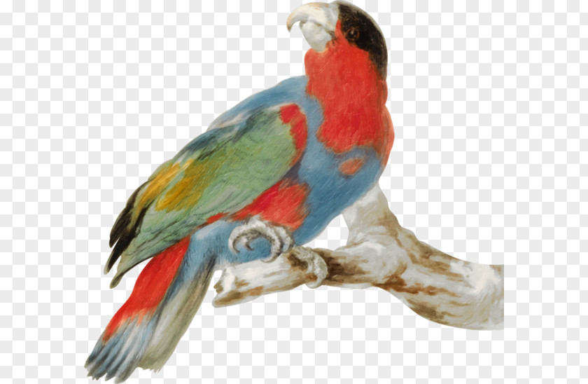 Parrot Painted Tree Branch Budgerigar Lovebird PNG