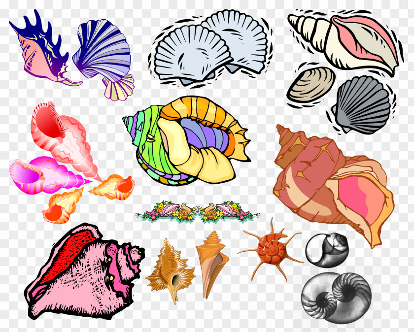 Seashell Invertebrate Animal DepositFiles Bird PNG