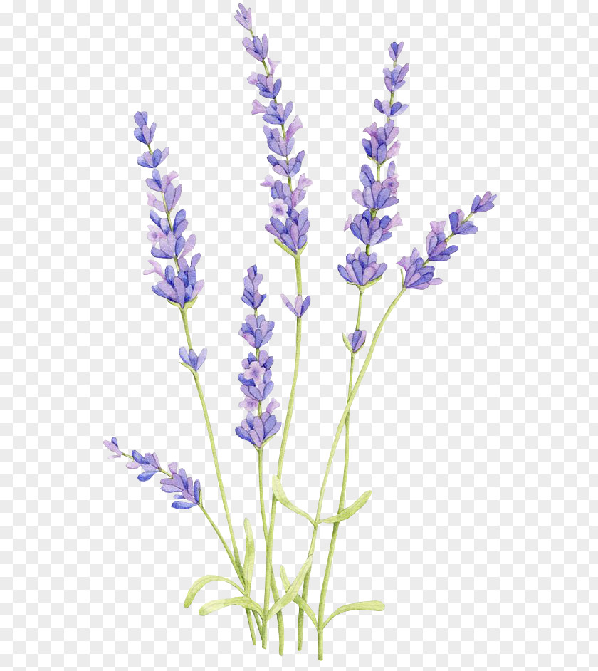 Bluebonnet Drawing Uihere Watercolor Painting English Lavender Oil PNG