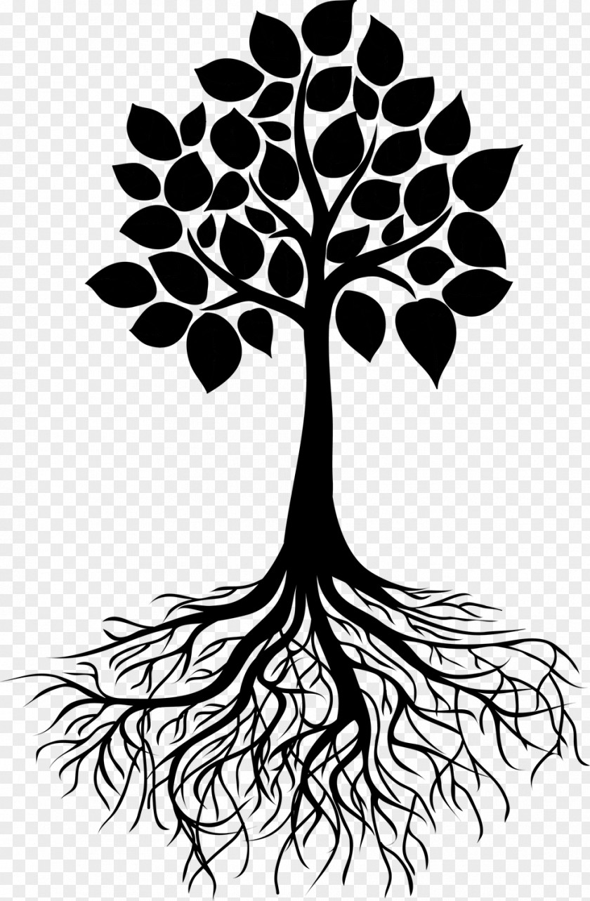 Drawing Root Tree Illustration Sketch PNG