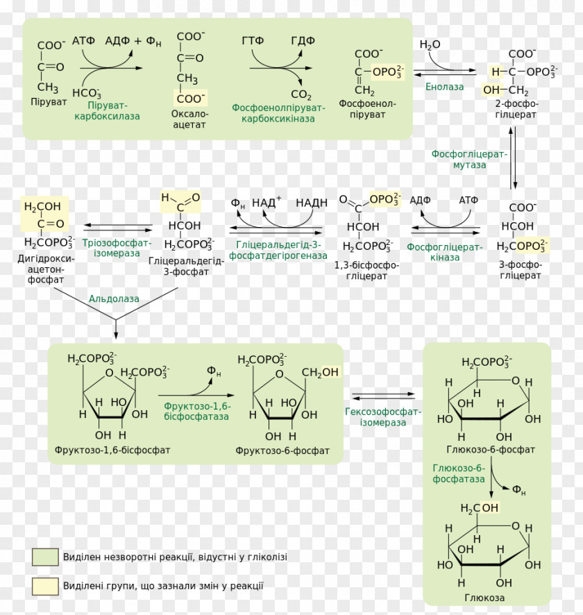 Gluconeogenesis Carbohydrate Metabolism Cori Cycle Pyruvic Acid PNG