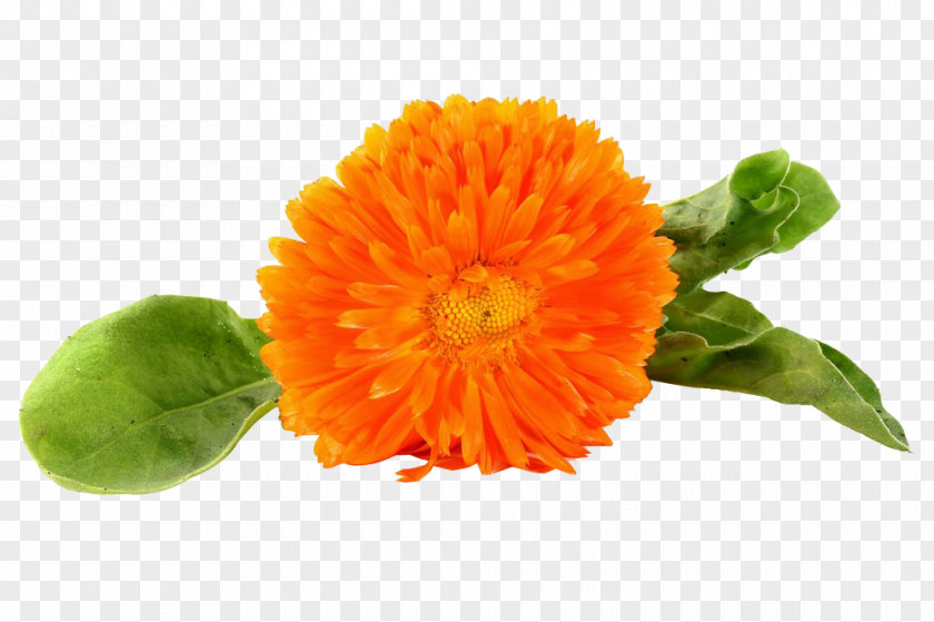 Orange Marigold Picture The Bhagvadgita Nature Cure Thought PNG