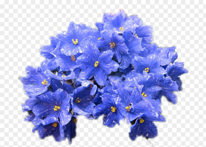 Violet African Violets Cut Flowers Полюби меня такой PNG