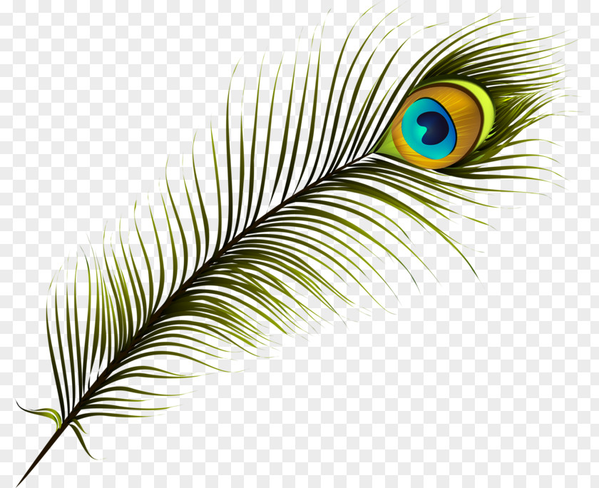 Cartoon Feather Peafowl Clip Art PNG