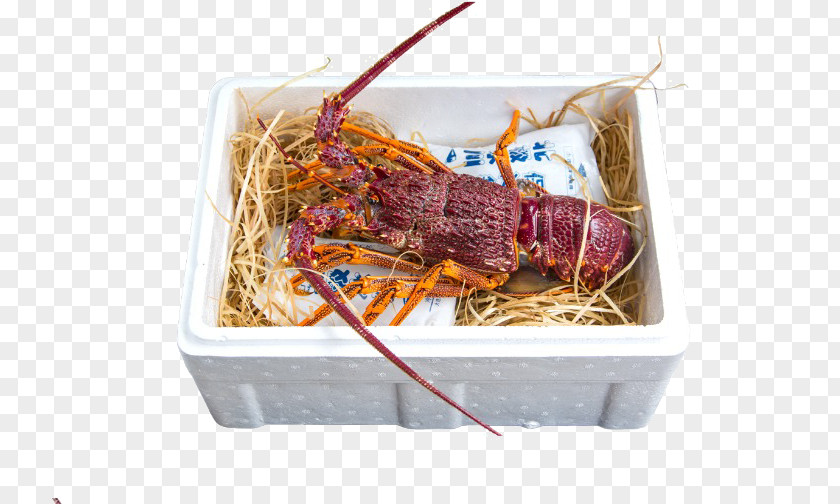 Lobster Packaged Australia Take-out Seafood Palinurus Elephas PNG