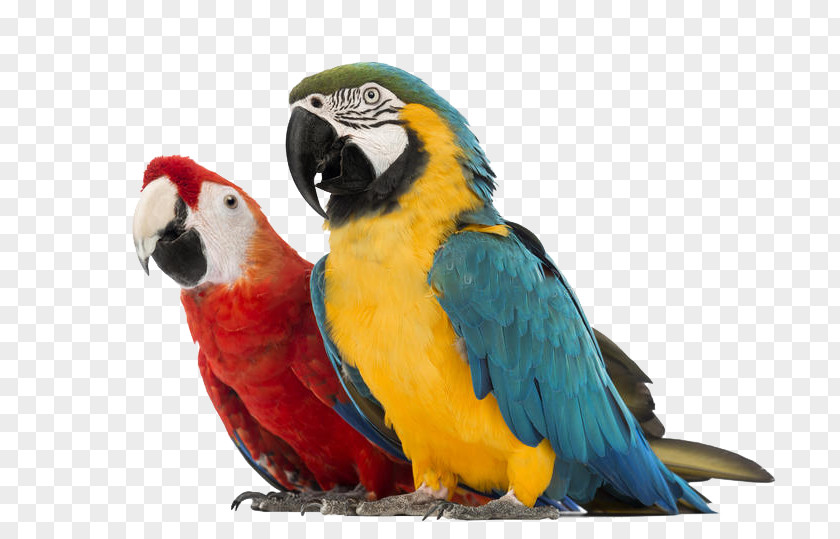 Parrot Blue-and-yellow Macaw Red-and-green Hyacinth PNG