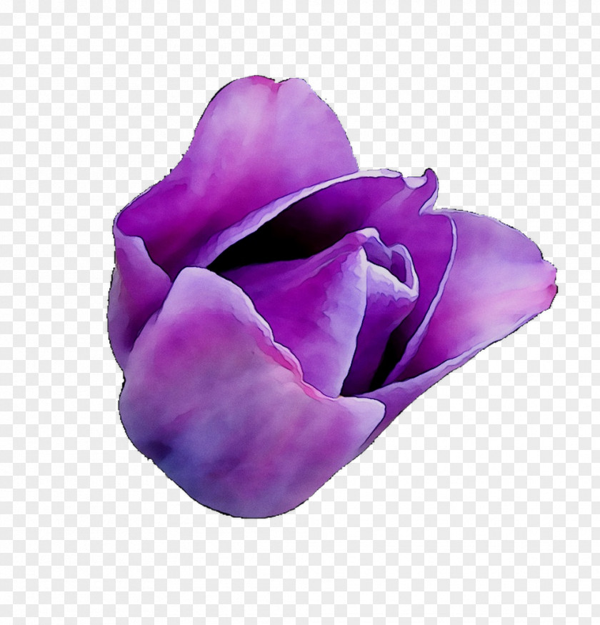 Purple Tulip PNG
