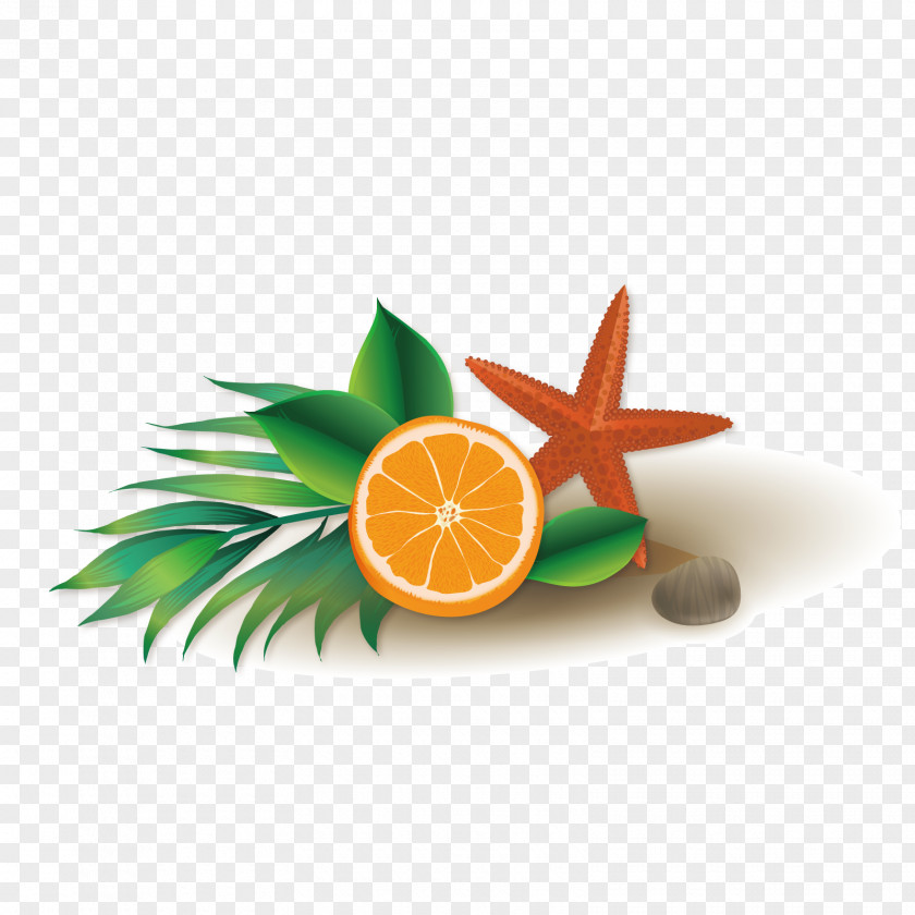 Vector Starfish Decoration Euclidean PNG