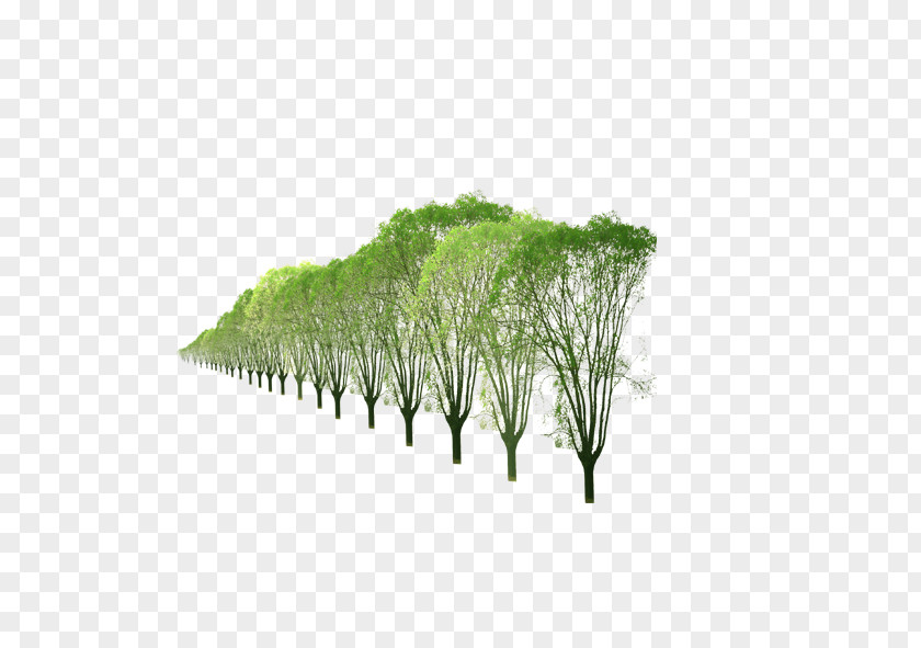 A Row Of Trees Computer File PNG