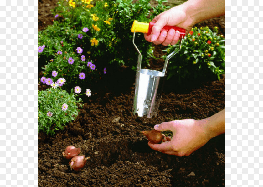 Cultivation Culture Bulb Gardening Tool Lawn PNG