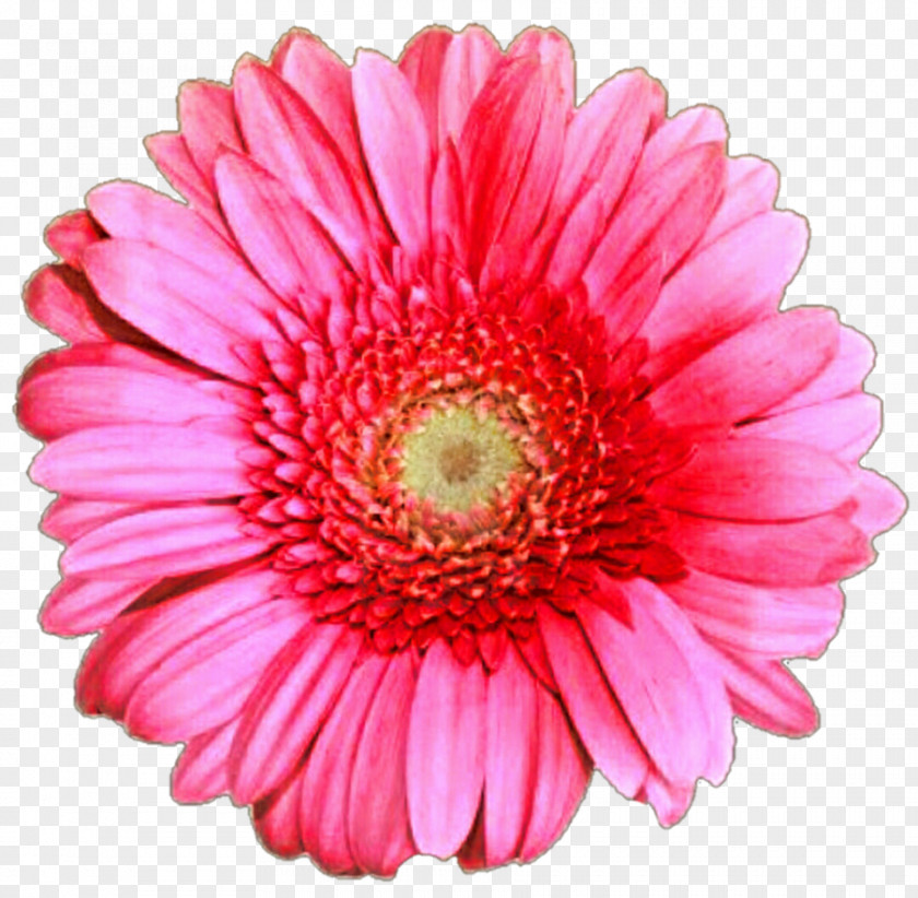 Daisys Gerbera Jamesonii Stock Photography Rose Royalty-free PNG