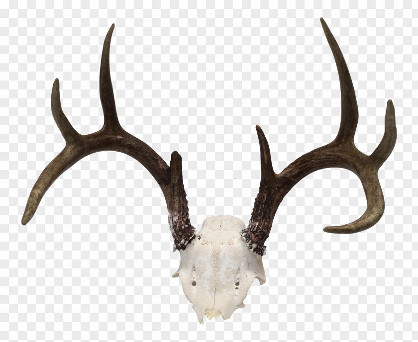 Deer White-tailed Antler Horn Trophy Hunting PNG
