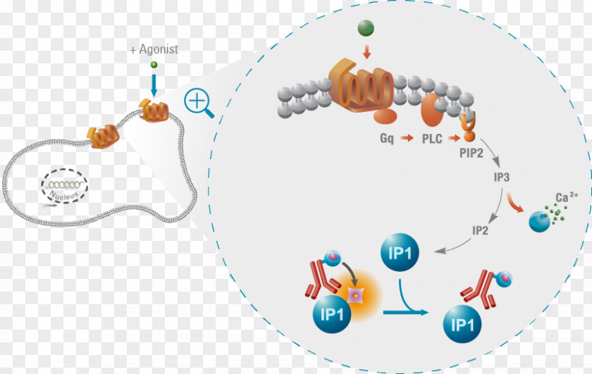 Design G Protein–coupled Receptor PNG