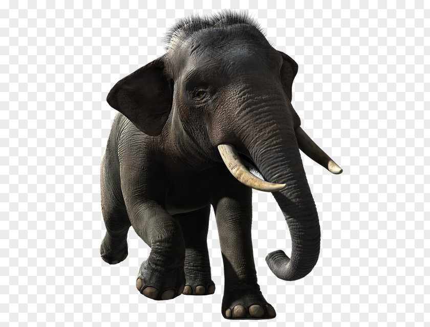 Ear Working Animal Indian Elephant PNG