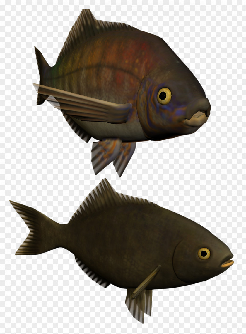 Fish Kipper Clip Art Perch PNG