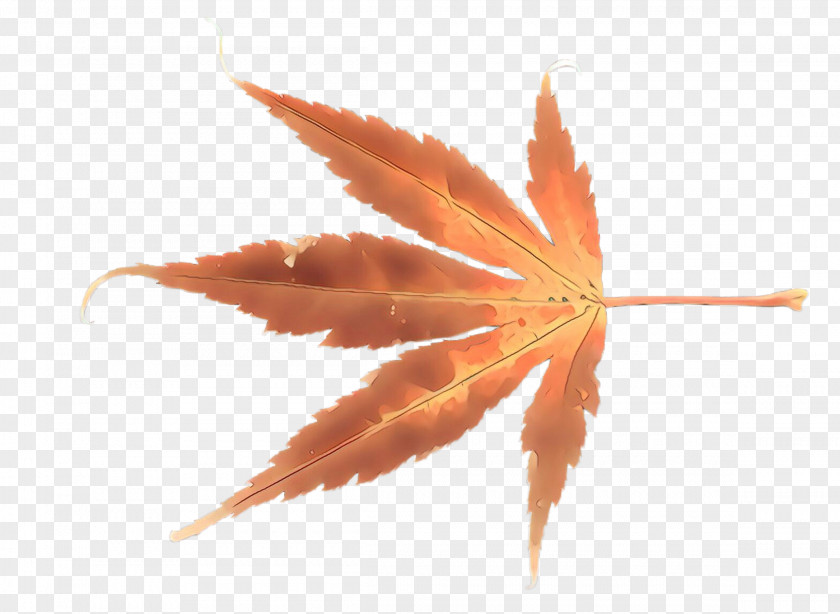 Flower Maple Leaf PNG