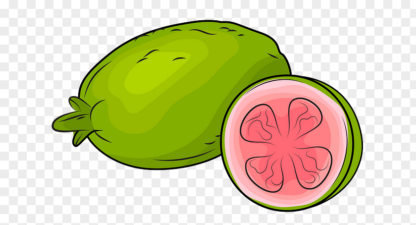 Food Cucumber Gourd And Melon Family Watermelon PNG