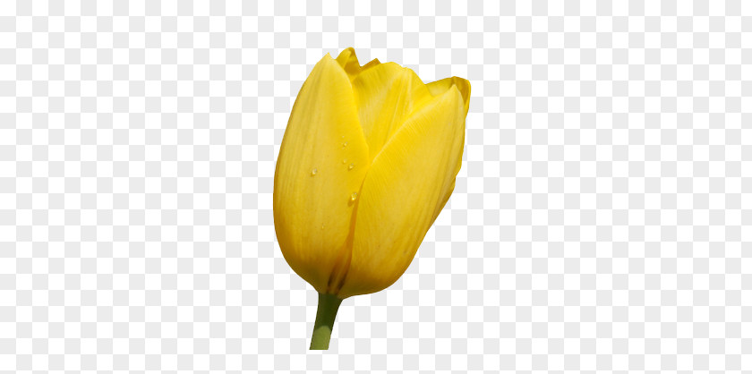 Golden Tulip Flower Wallpaper PNG