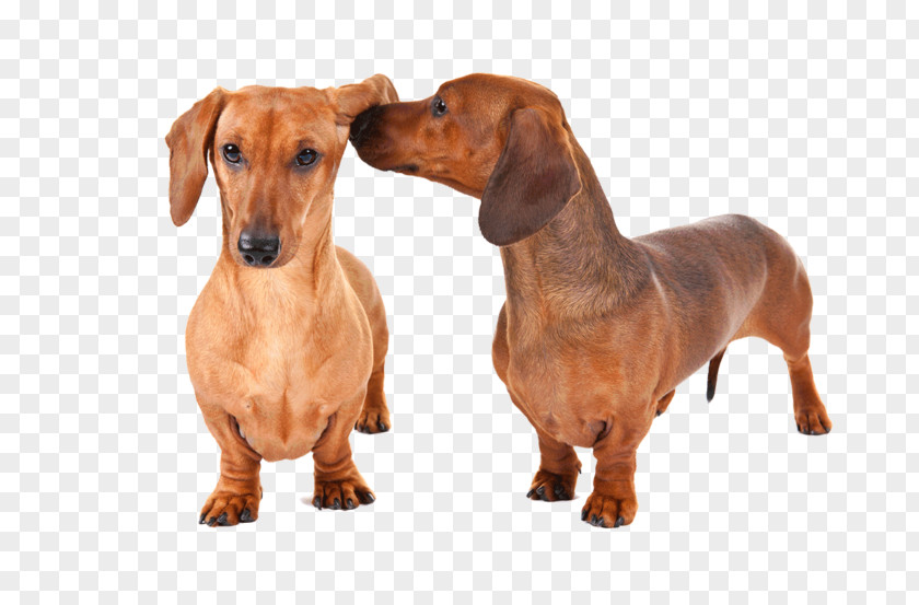 Puppy Dachshund Rottweiler Dog Breed Pet PNG
