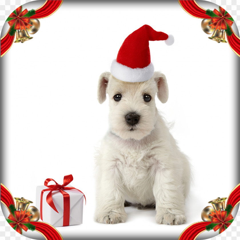 Puppy Dog Breed Miniature Schnauzer Photography PNG