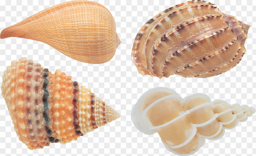 Seashell Book Human Resources Management ????????????? Business PNG