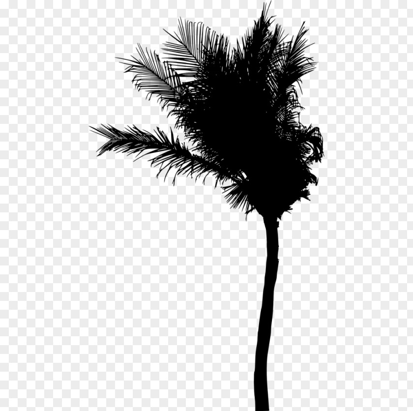 Silhouette Asian Palmyra Palm Arecaceae PNG