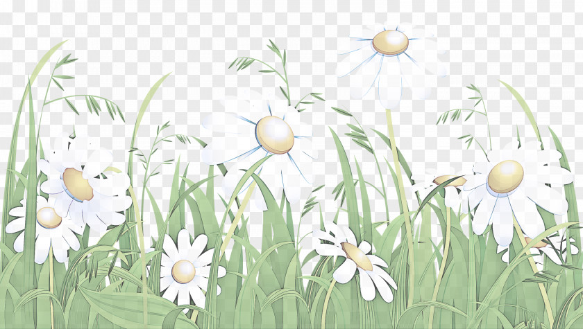 Spring Mayweed Grass Flower Camomile Snowdrop Plant PNG