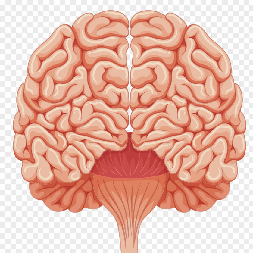 Vector Human Brain Euclidean Illustration PNG