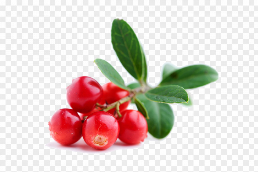 Blueberry Lingonberry Cranberry Juice Finnish Cuisine Bilberry PNG