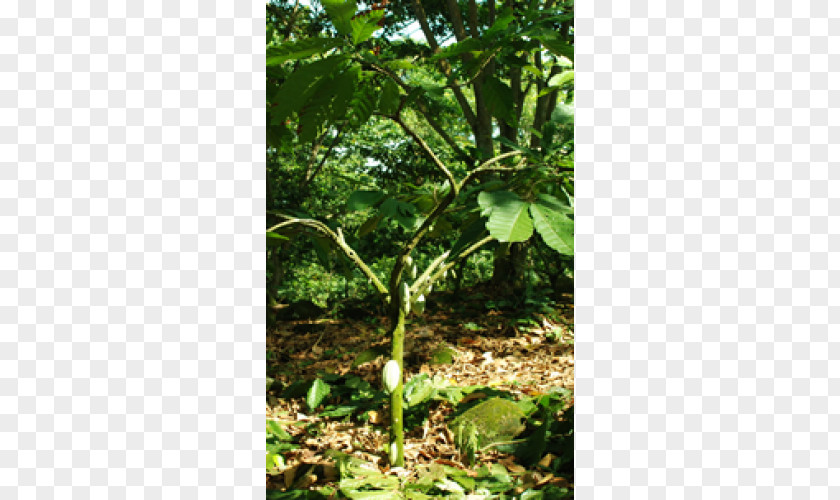 Cacao Theobroma Vegetation Rainforest Lawn Plant Stem PNG