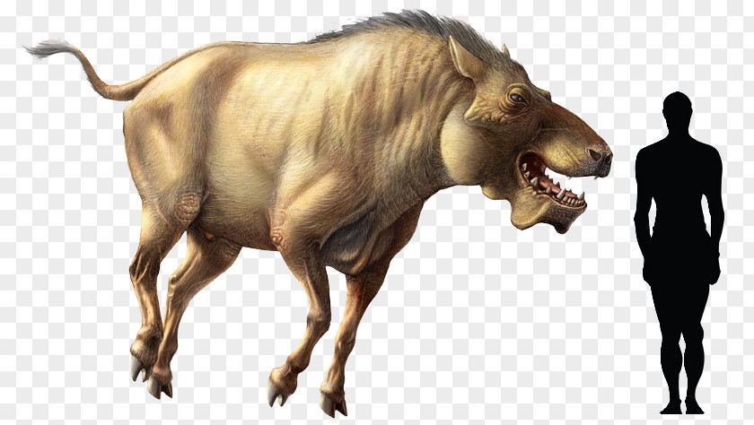 Extinct Animal Tyrannosaurus Wild Boar Daeodon Carnivorous Animals Carnivore PNG