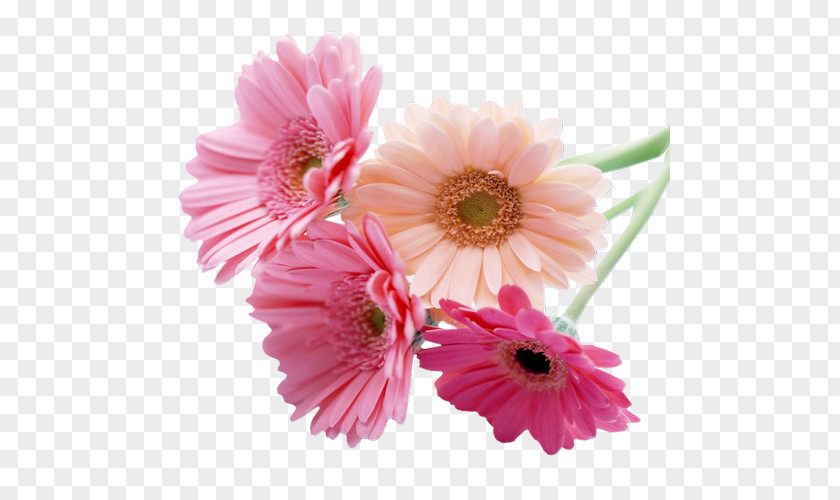 Flower Desktop Wallpaper Cut Flowers Transvaal Daisy Deity America PNG