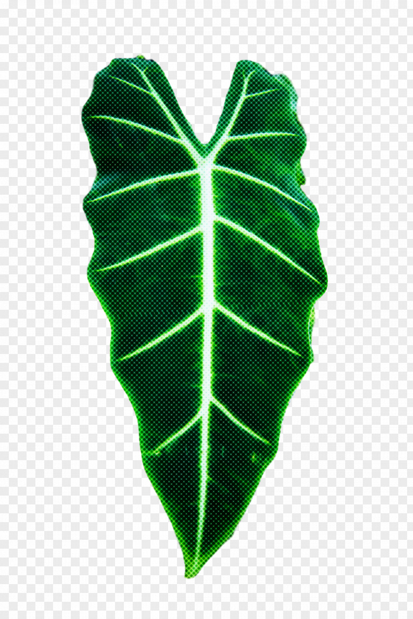 Leaf Green Plant Structure Science Biology PNG