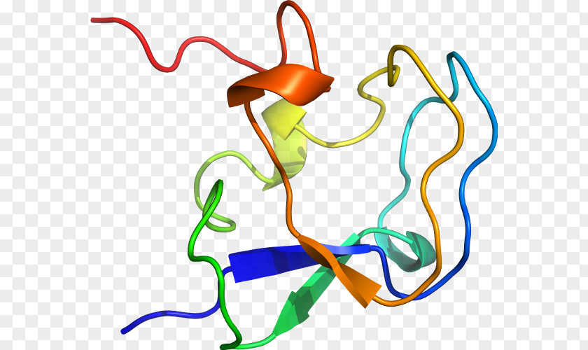 Line Organism Clip Art PNG