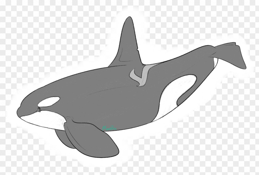 Minke Whale Southern Resident Killer Whales Dolphin Art Cetaceans PNG