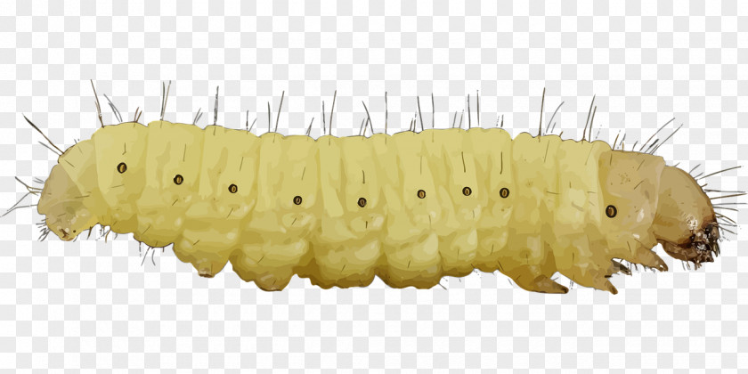 White Caterpillar Inc. Clip Art PNG