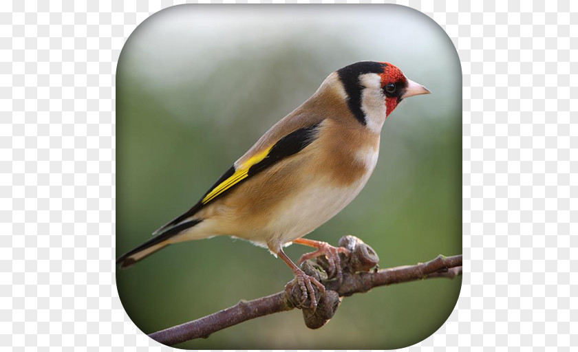 Bird Domestic Canary Finches European Goldfinch Passerine PNG