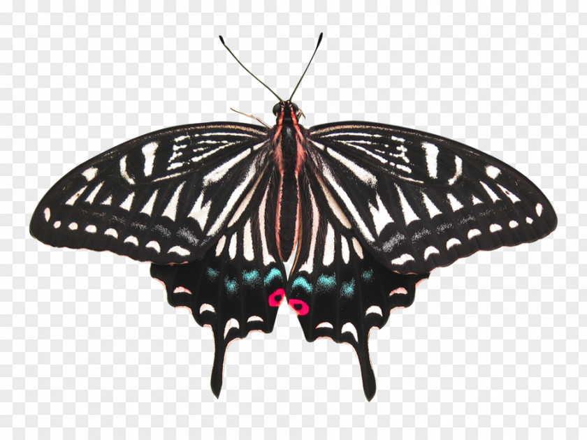 Butterflay Butterfly Insect Moth PNG