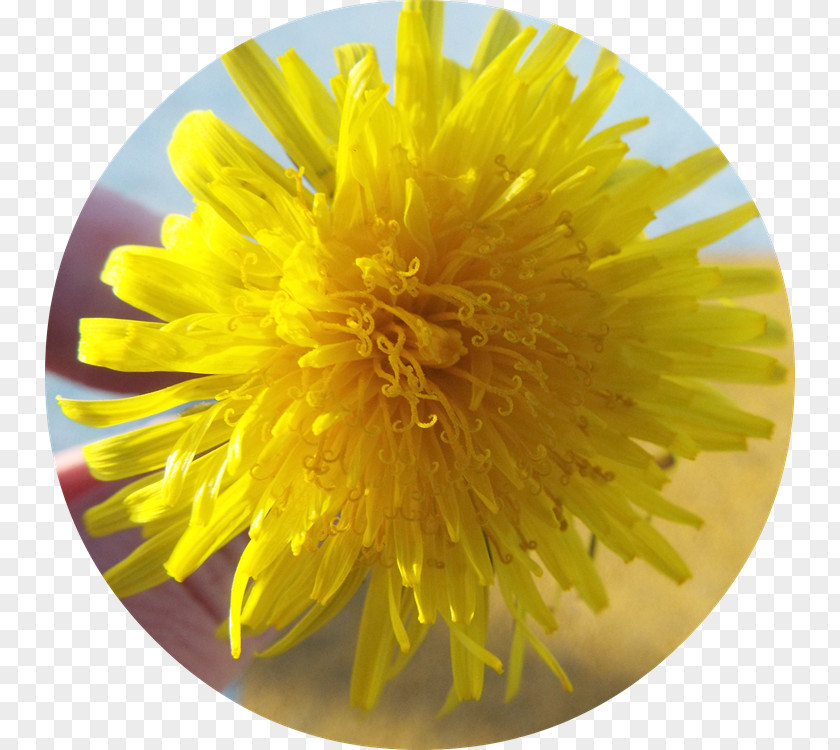 Dandelion Chrysanthemum PNG