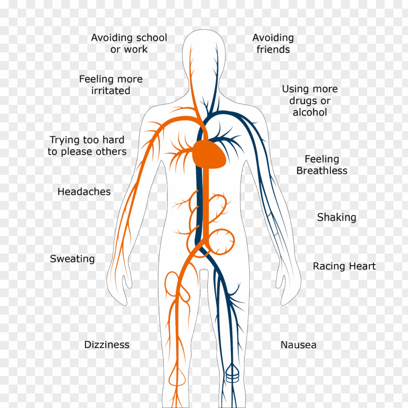 Design Shoulder Blood Vessel Muscle Nerve PNG