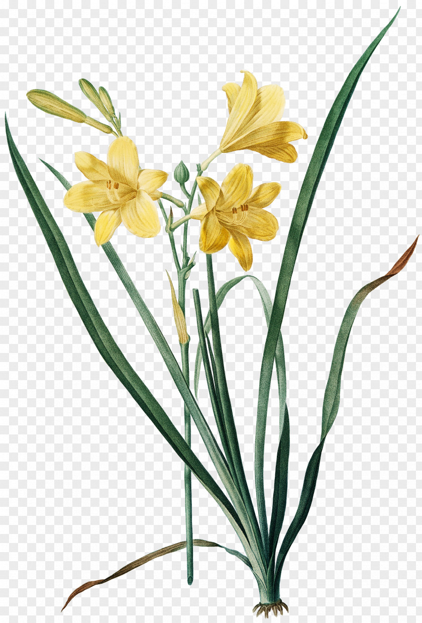 Painting Fleurs Botanical Illustration Painter PNG