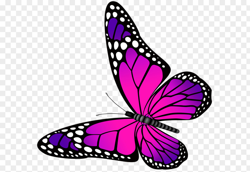 Pink Butterfly Purple Clip Art PNG
