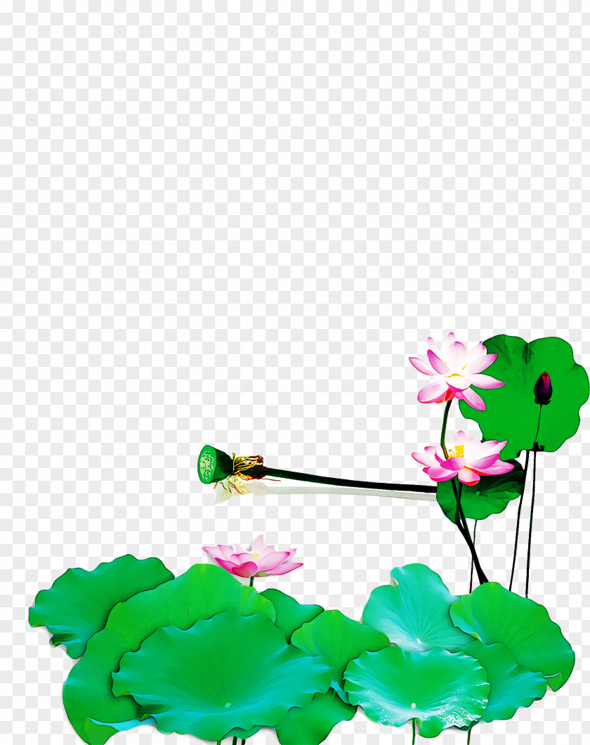 Green Flower Plant Aquatic Petal PNG