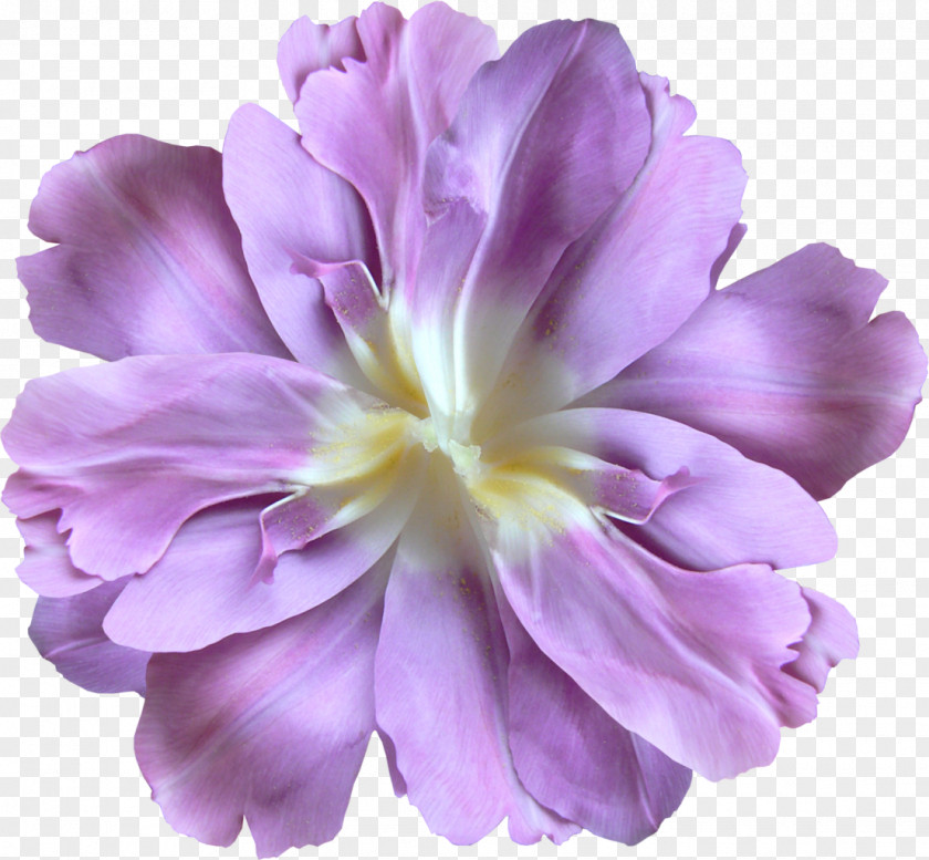 Lavender Flower Violet Wide XGA 720p PNG