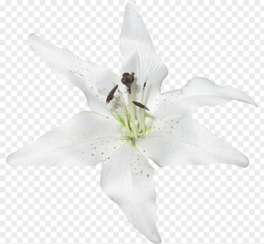 Lily Flower White Lilies Image Plants Clip Art PNG