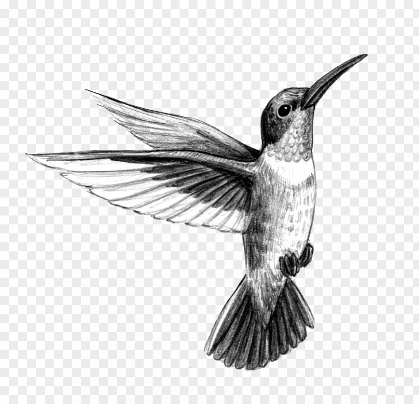 Ruby-throated Hummingbird Tattoo Artist Black-and-gray PNG
