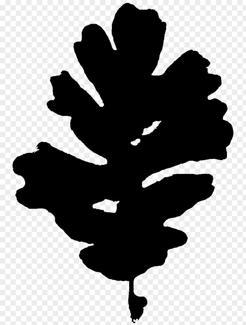 Tree Silhouette Font Leaf Flowering Plant PNG