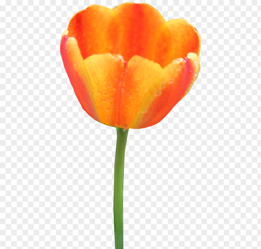 Tulip Clip Art Image PNG