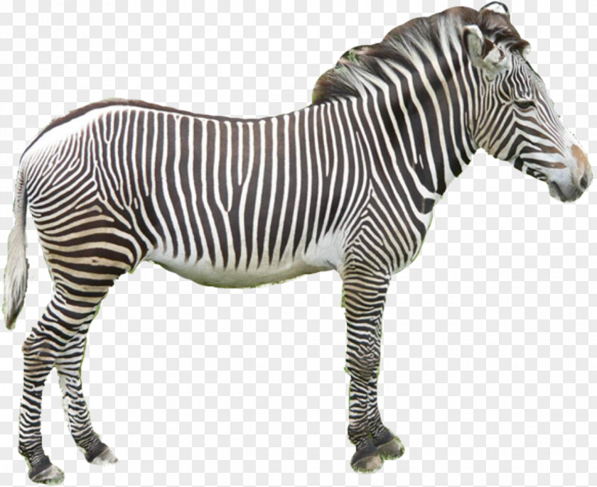 Zebra Vector Quagga Horses Zorse PNG