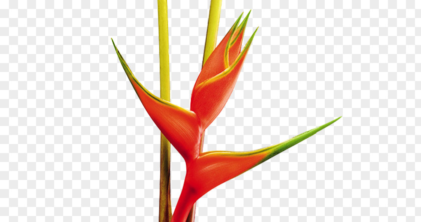 Flower Lobster-claws Cut Flowers Plant Stem PNG